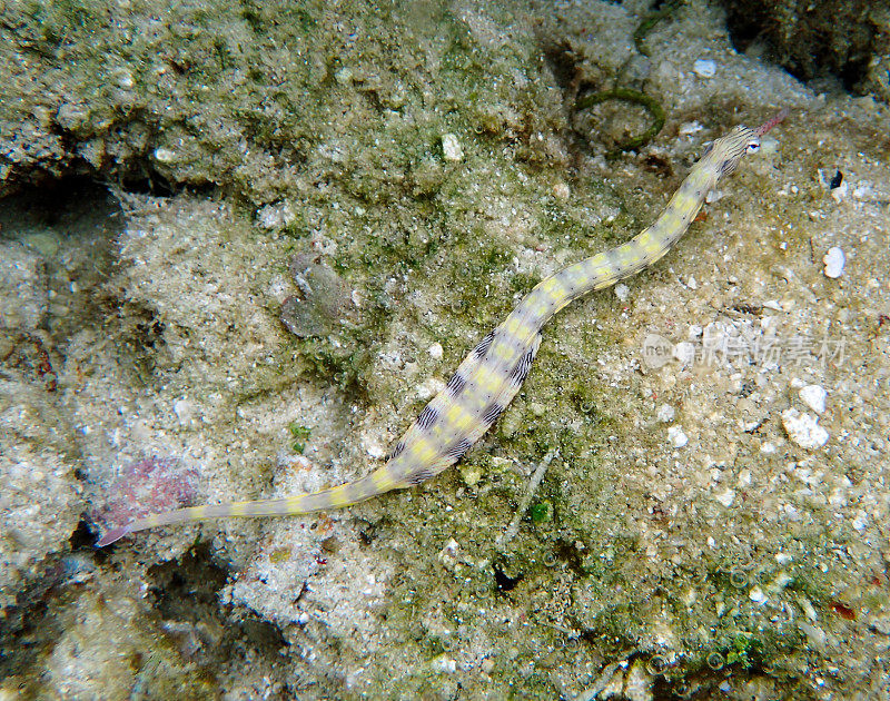 斑纹管鱼(Corythoichthys testinalis)